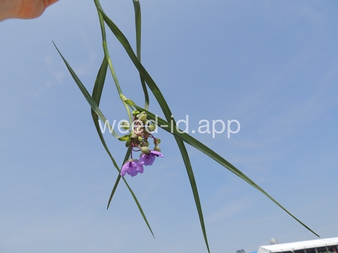 spiderwort, common